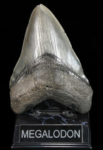 Giant, Fossil Megalodon Tooth - Georgia #72767